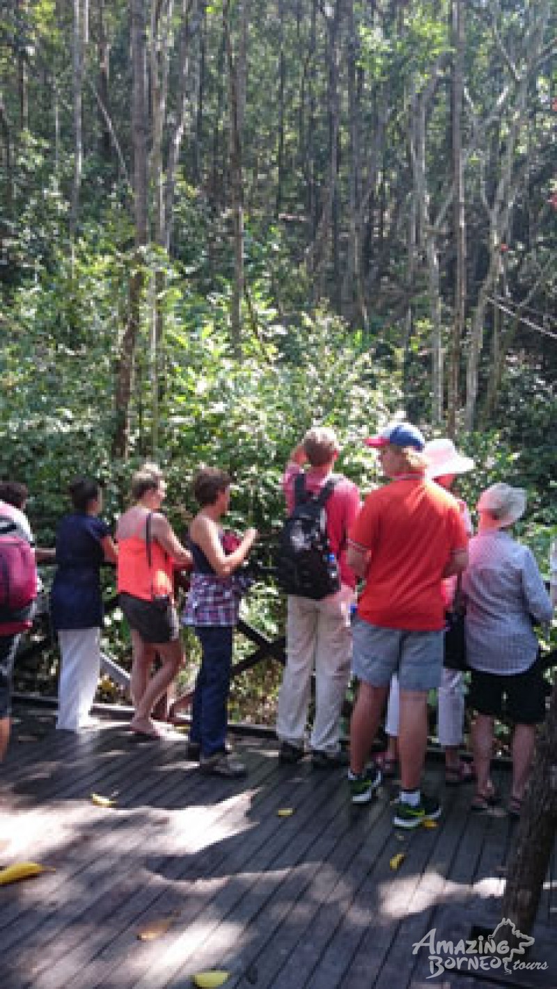 An encounter with the delightful orang utan